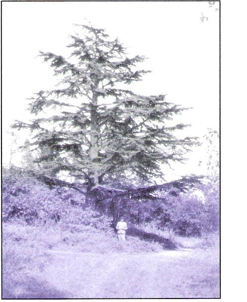 cedr-1949.JPG
